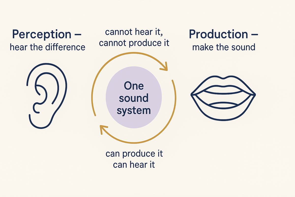 発音（産出）とリスニング（知覚）が同じ音の体系を共有し、往復で鍛え合う関係を示した図