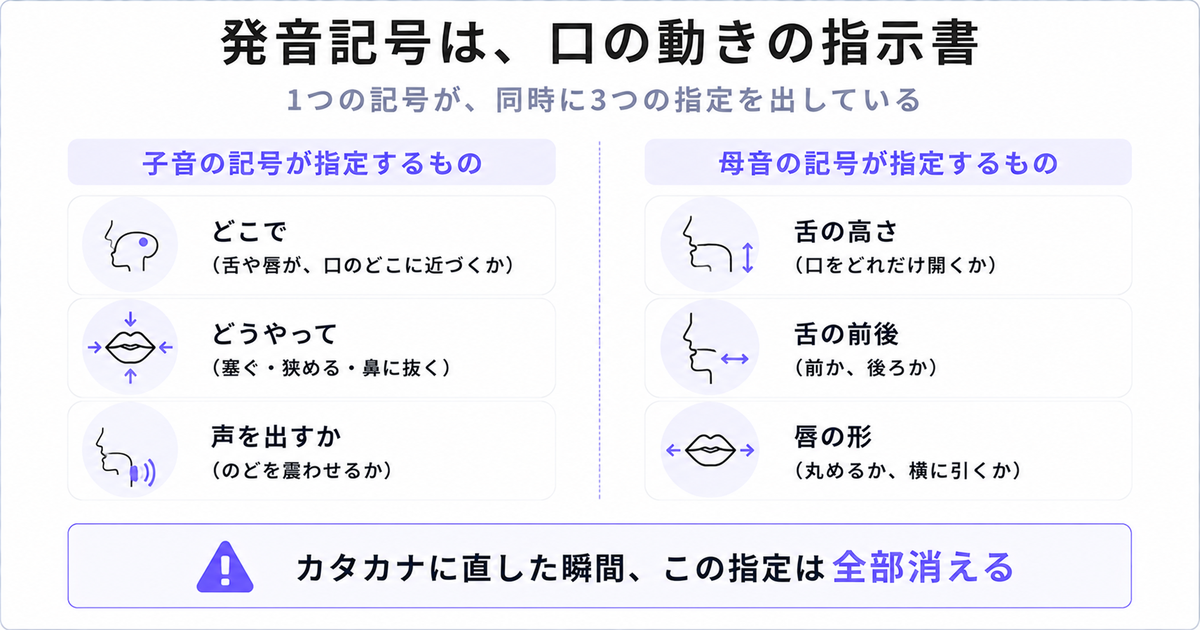 発音記号が指定する3項目。子音はどこで・どうやって・声を出すか、母音は舌の高さ・前後・唇の形
